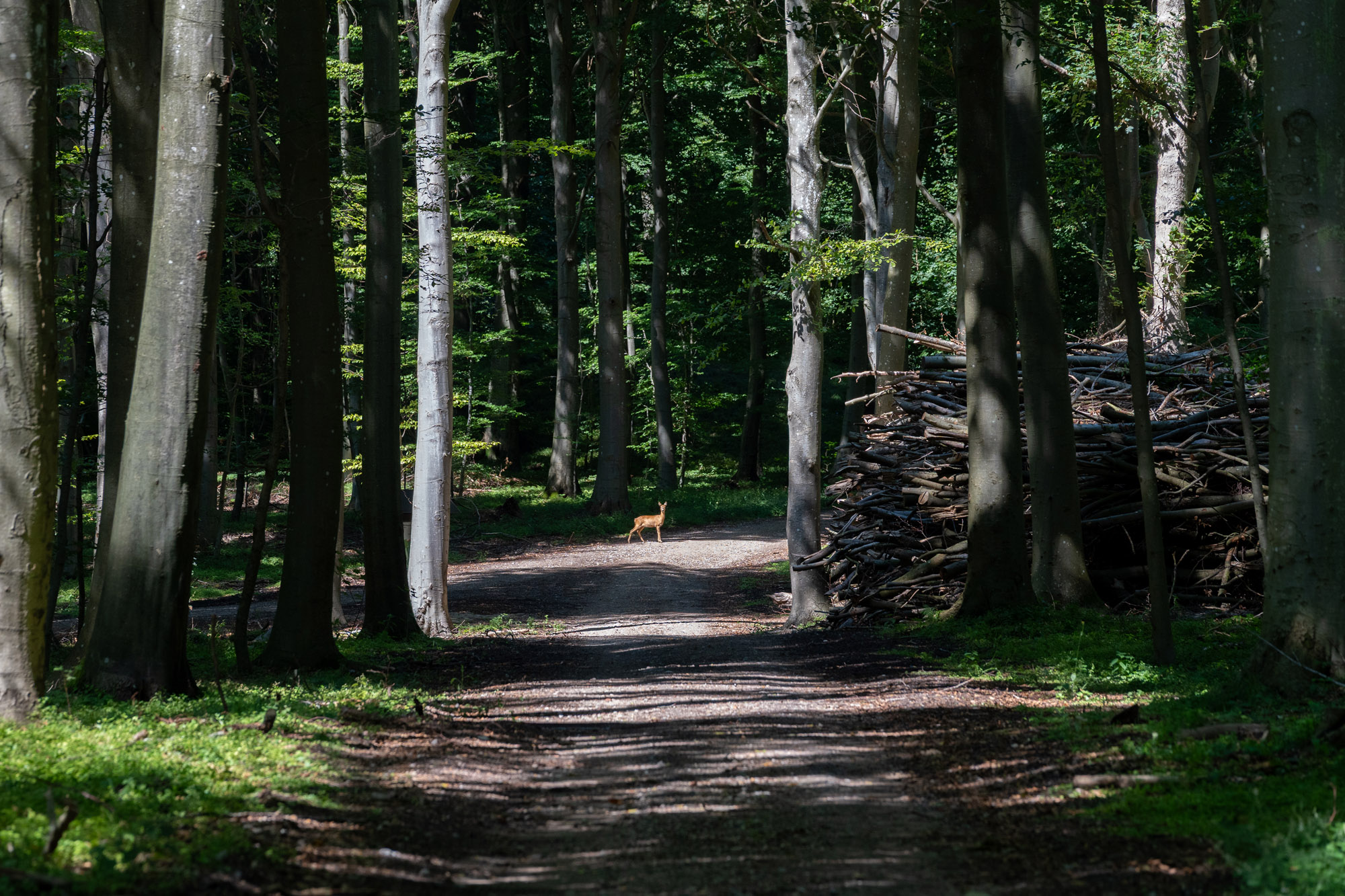 Dyreliv I Lysning I Borgnakke Skov Og Saltø Skovbegravelsesplads