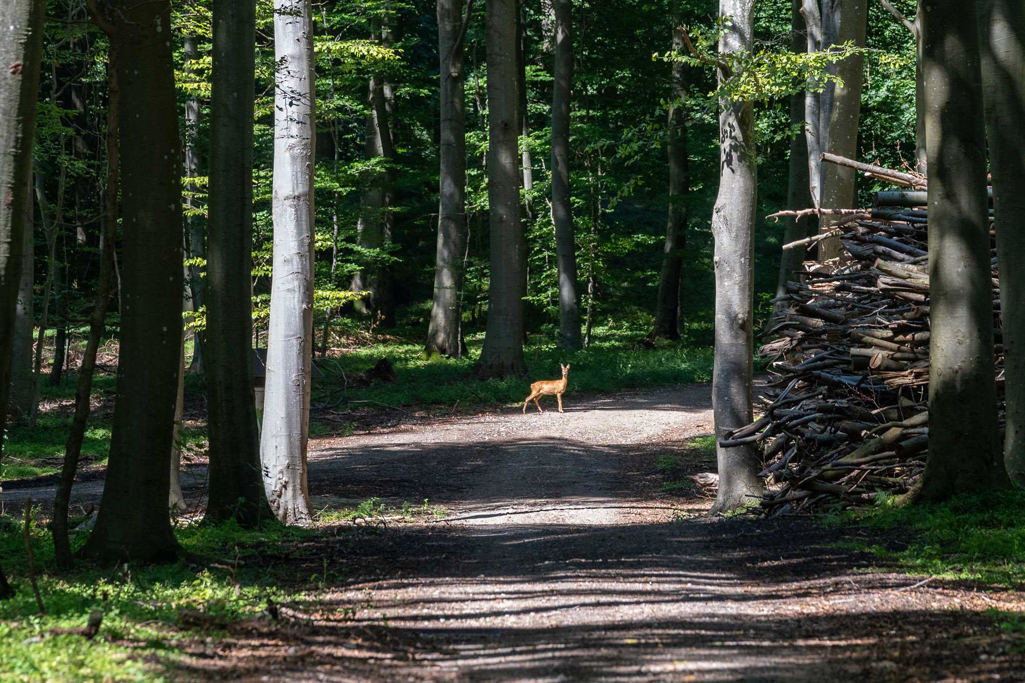 Rådyr I Lysning I Borgnakke Skov Og Saltø Skovbegravelsesplads