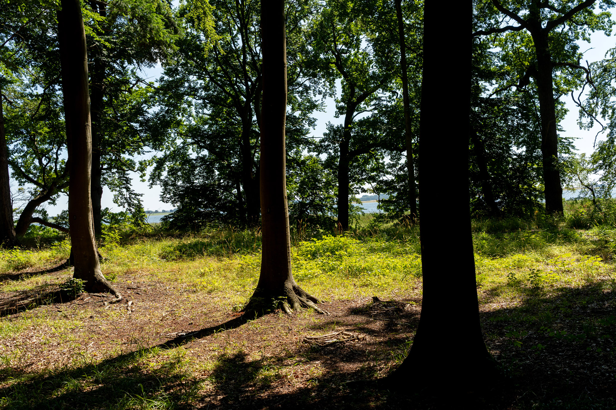 Skovbegravelsestræer Og Kig Til Vandet Fra Saltø Skovbegravelses Område