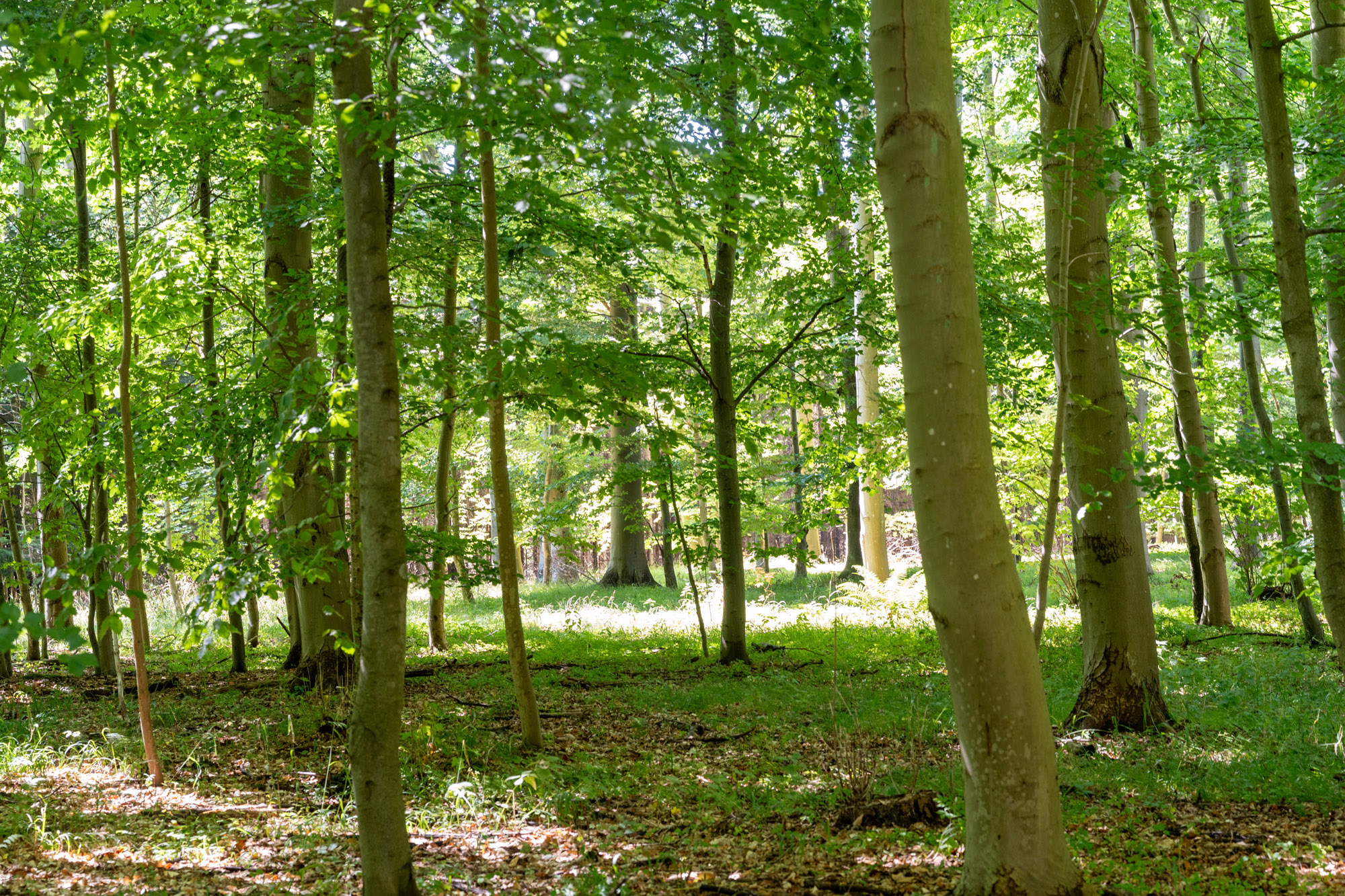 Skovbunden Ved Borgnakke Skov I Næstved