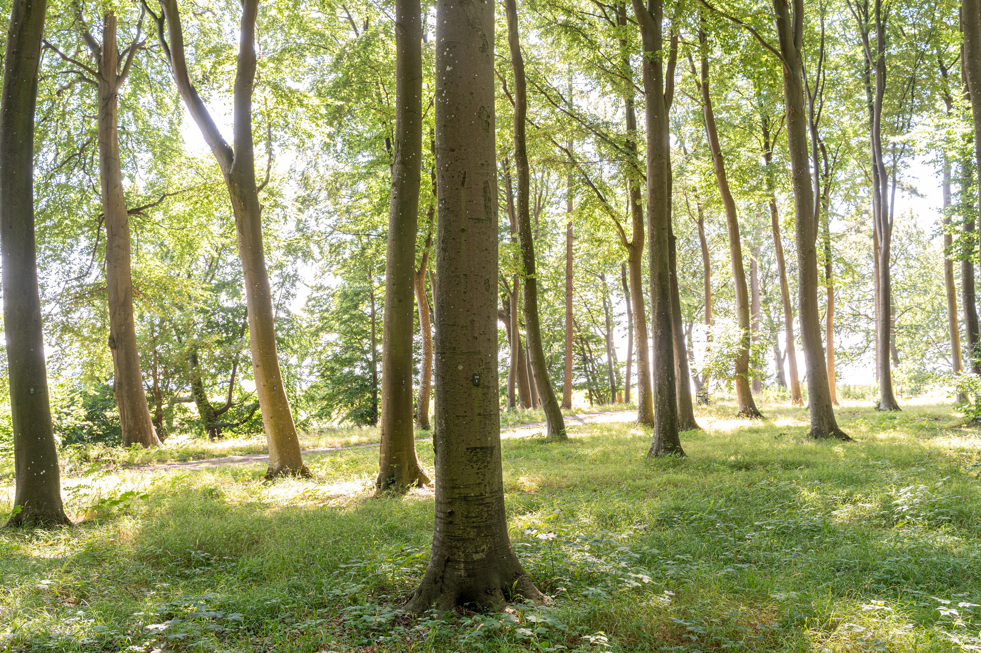 Sti Mellem Nummerede Skovbegravelsestræer I Borgnakke Skov