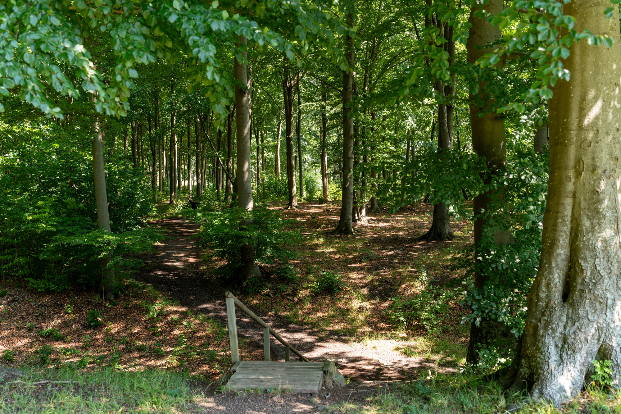 Trappen Ned Fra Margretehøj, Et Voldsted Fra Middelalderen I Borgnakke Skov (Find Louise På Billedet)