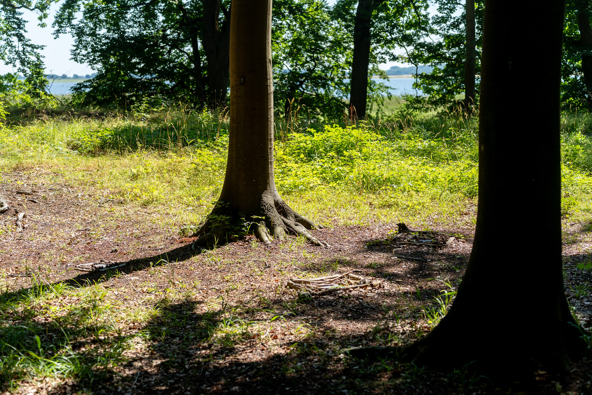 Begravelsespladser For Urnenedsatte I Saltø Skovbegravelses Område